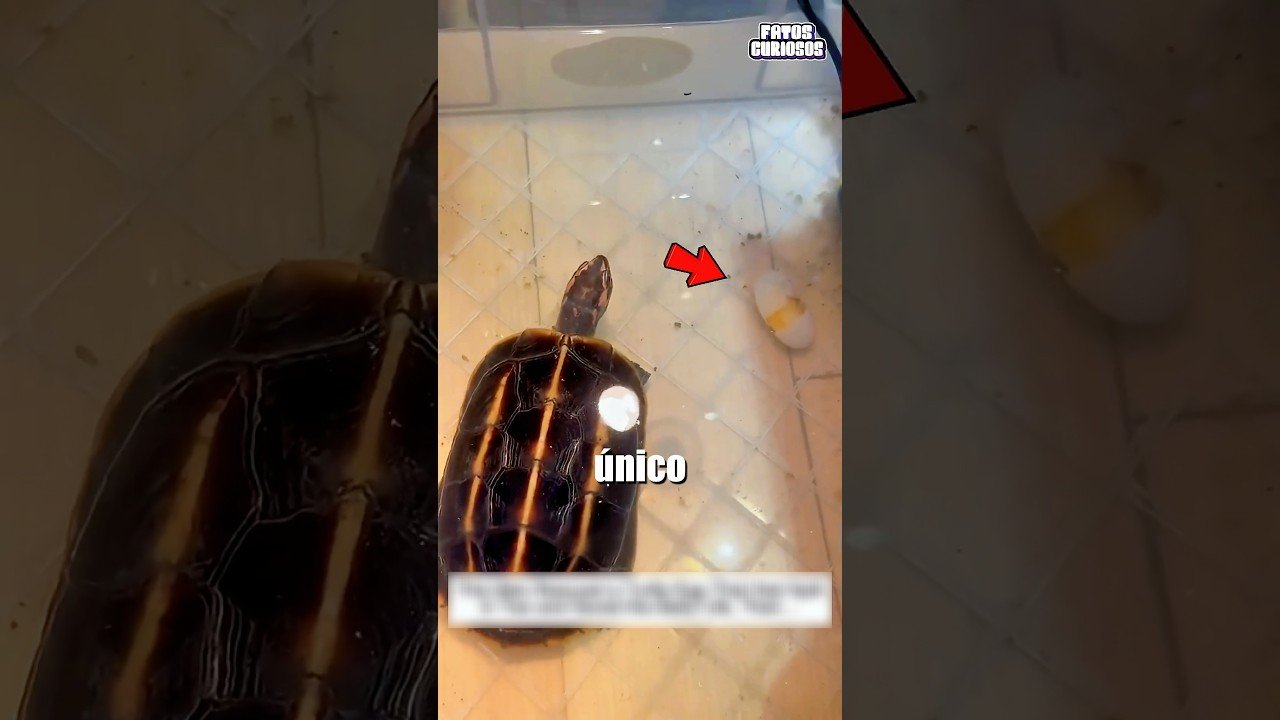 ELE VIU O SEU ÚNICO OVO QUEBRADO E DECIDIU FAZER ALGO POR ELA