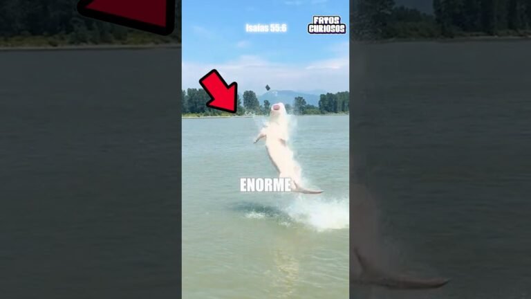 ESSE GAROTO PESCOU UM PEIXE DE MAIS DE 300KG