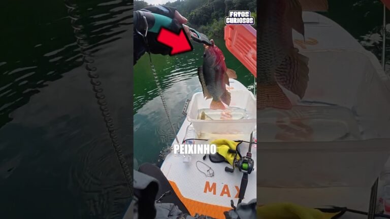 ESSE PEIXE NÃO ESPEROU A SORTE BATER DUAS VEZES EM SUA PORTA