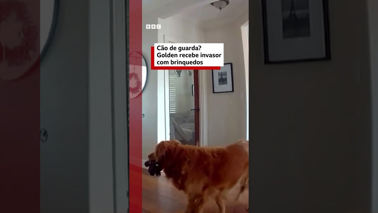 Golden Retriever recebe invasor com brinquedos