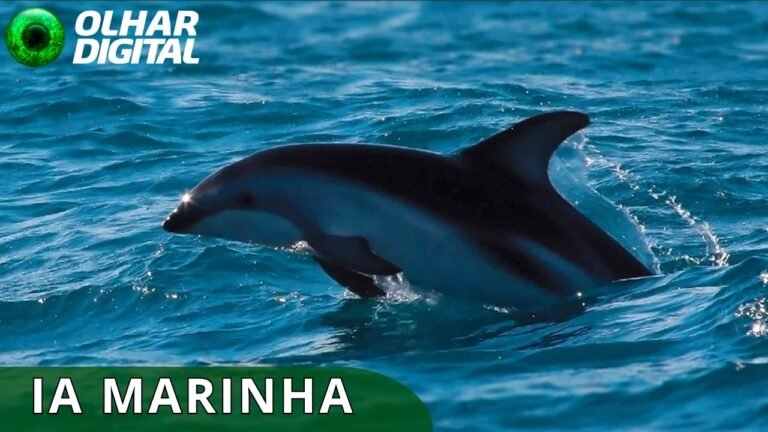 IA identifica espécies de golfinhos pelos assobios
