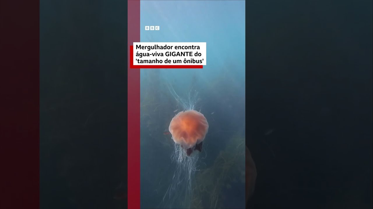 Mergulhador filma água-viva 'do tamanho de um ônibus'