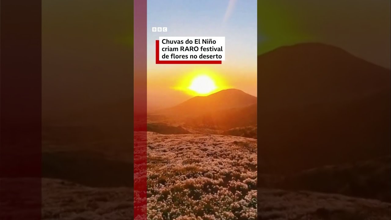 Chuvas do El Niño despertam sementes adormecidas e fazem deserto do Atacama florescer