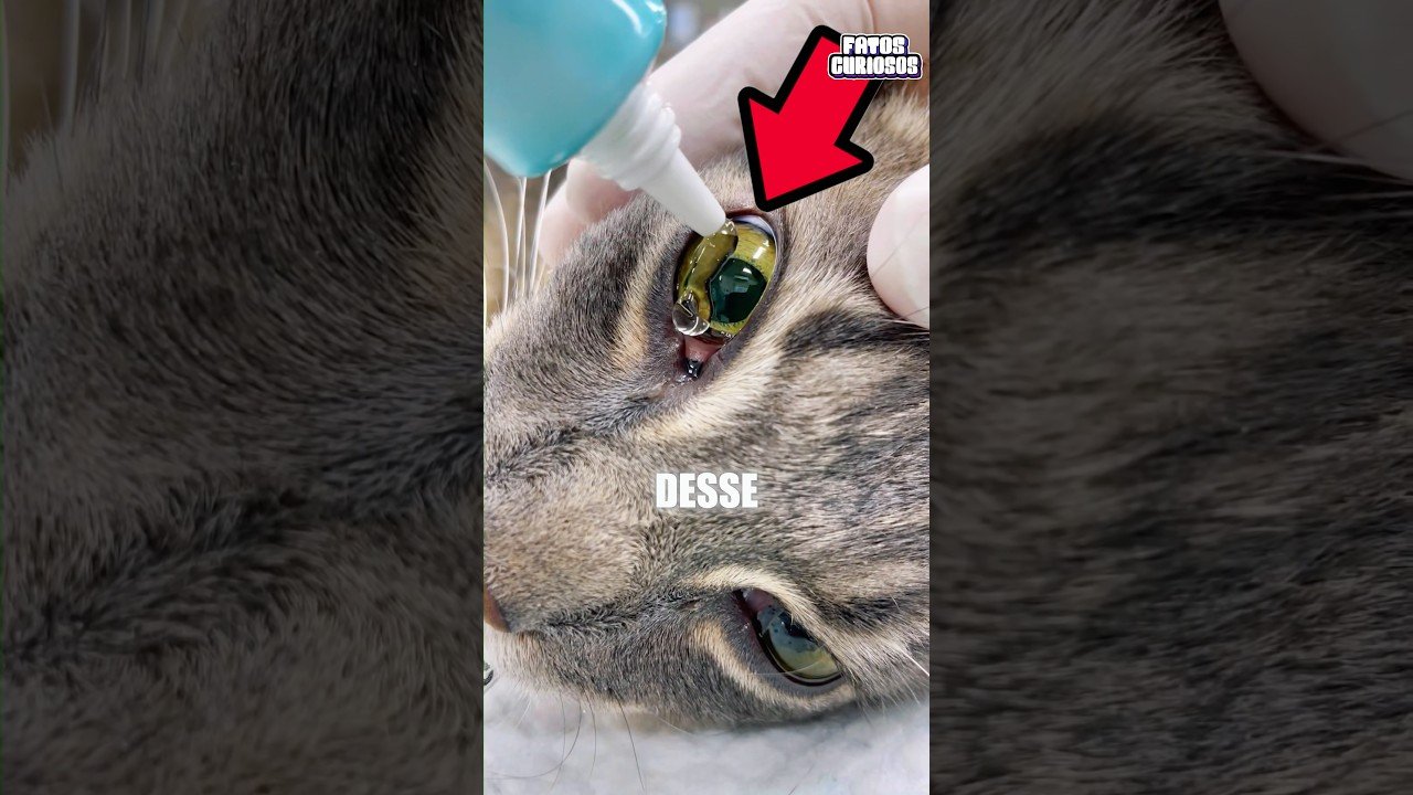 POR QUE ESSE VETERINARIO COLOCA GEL NOS OLHOS DOS ANIMAIS?