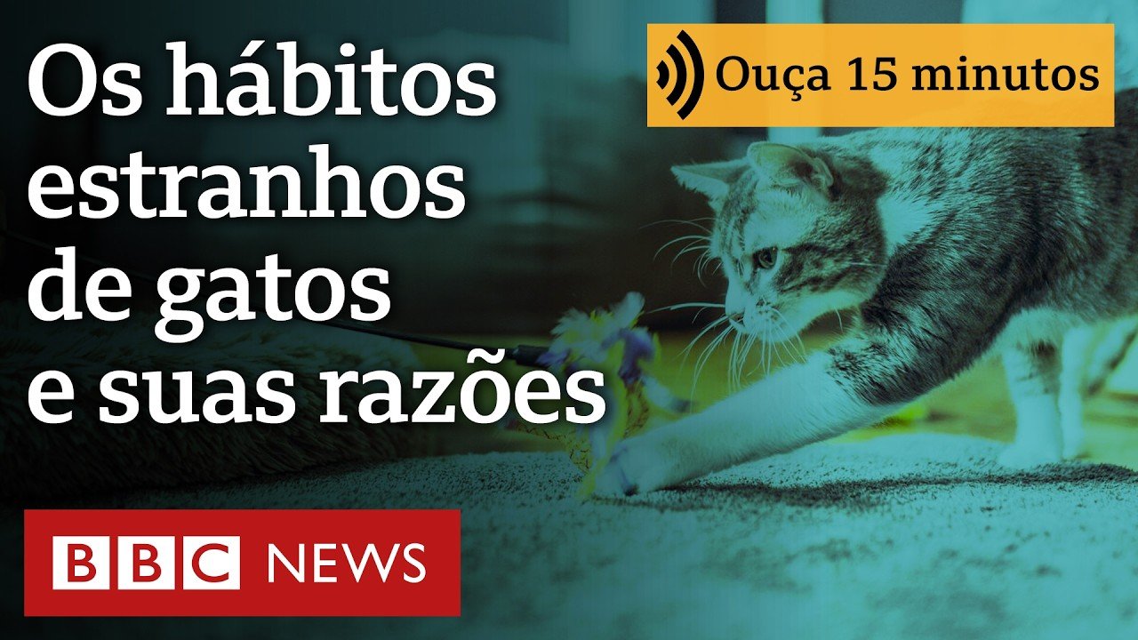 'Enterrava fezes na roupa suja': os estranhos comportamentos de gatos desvendados por especialista