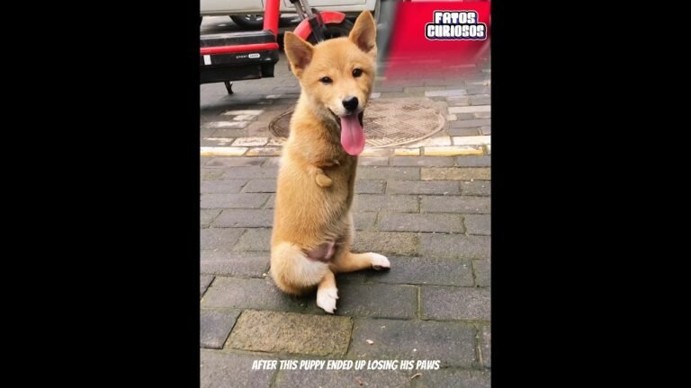 A Nobre Atitude Dessa Mulher Devolveu a Esperança a Esse Cachorrinho