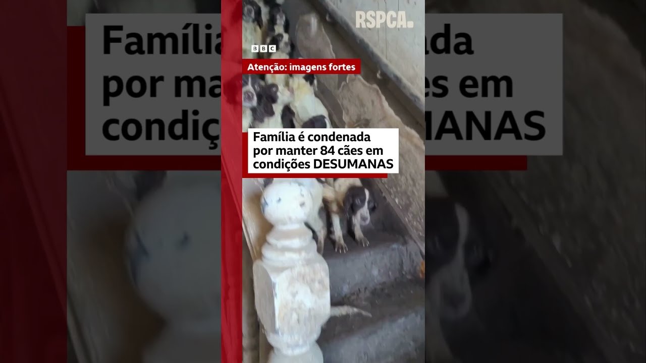 Família britânica é condenada por manter 84 cães em condições desumanas
