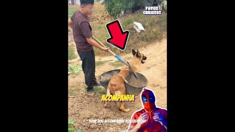ESSE CACHORRO MOSTROU SER UM FÍEL COMPANHEIRO PARA DONO #shorts #viral
