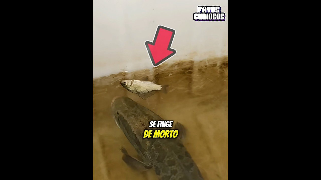 ESSE PEIXE ENGANOU A TODOS