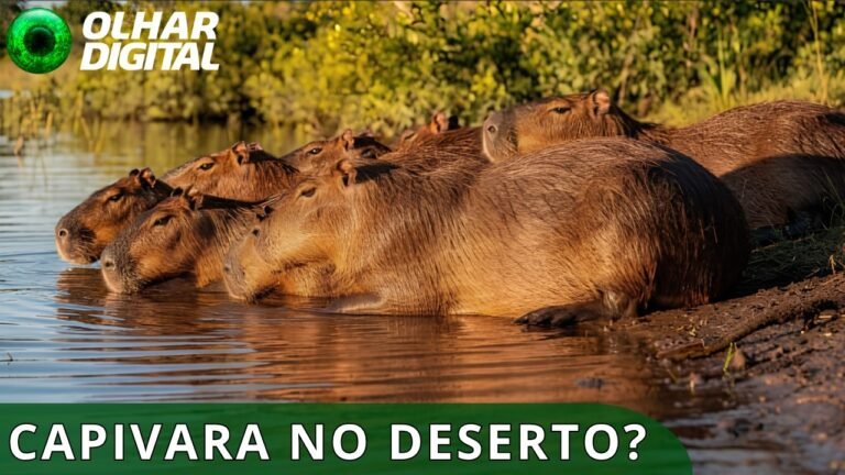 Fóssil de capivara põe em xeque história do Atacama