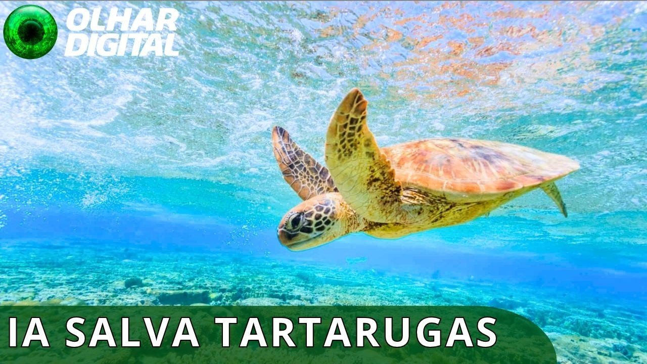 IA monitora ninhos e ajuda a preservar tartarugas na China