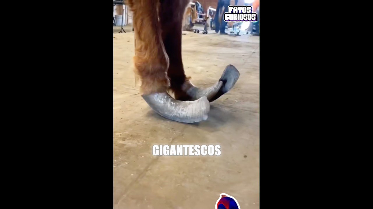 Isso quase destruiu a vida deste cavalo...